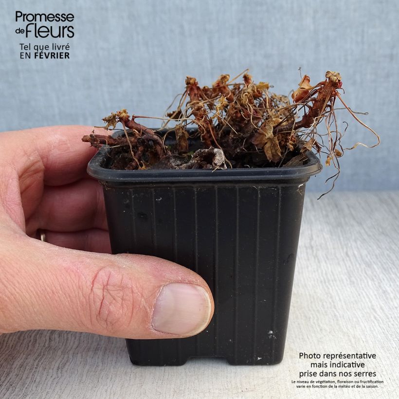 Amostra de Géranium vivace dalmaticum Bressingham Pink Vaso de 8/9 cm tal como entregue no inverno