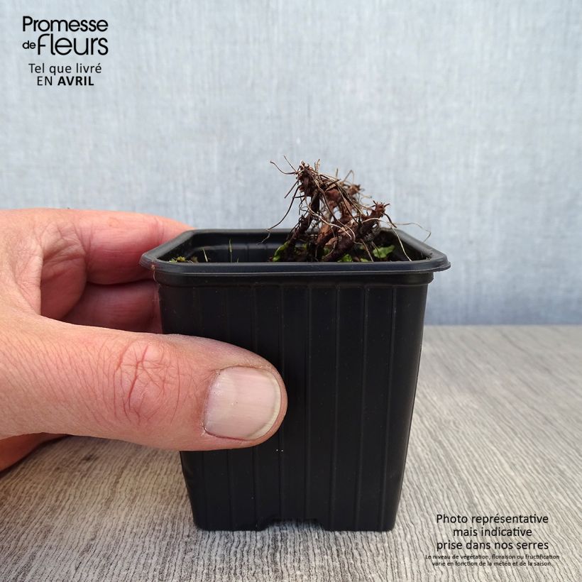 Amostra de Gerânio Bressingham Pink - Geranium dalmaticum Vaso de 8/9 cm tal como entregue na primavera