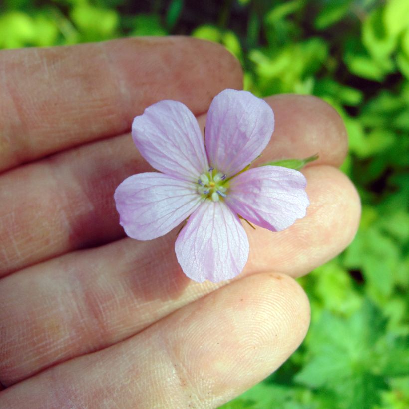 Geranium endressii (Floração)