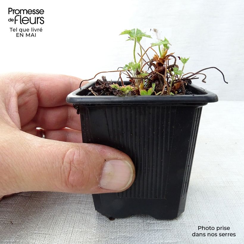 Amostra de Geranium endressii Vaso de 8/9 cm tal como entregue na primavera