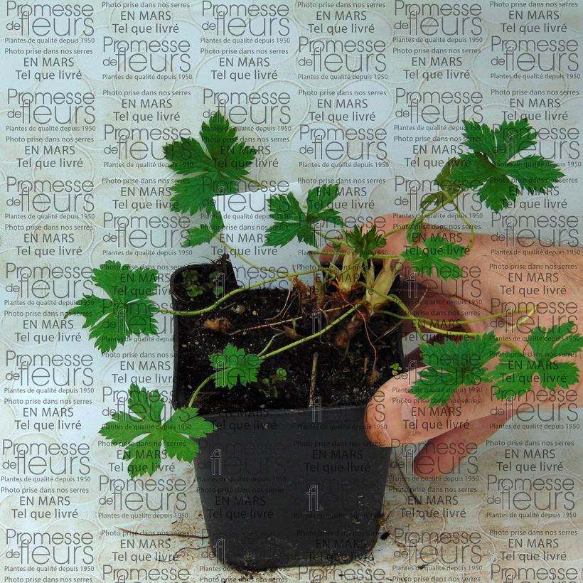 Exemplo de amostra de Géranium vivace endressii Beholder's Eye Vaso de 8/9 cm tal como entregue