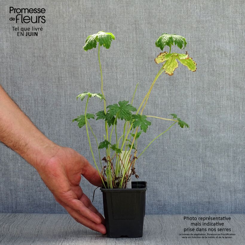 Amostra de Geranium endressii Vaso de 8/9 cm tal como entregue no verão