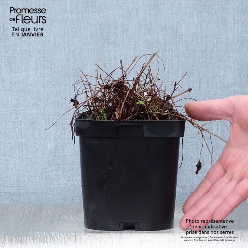 Amostra de Geranium endressii Vaso de 2 L/3 L tal como entregue no inverno