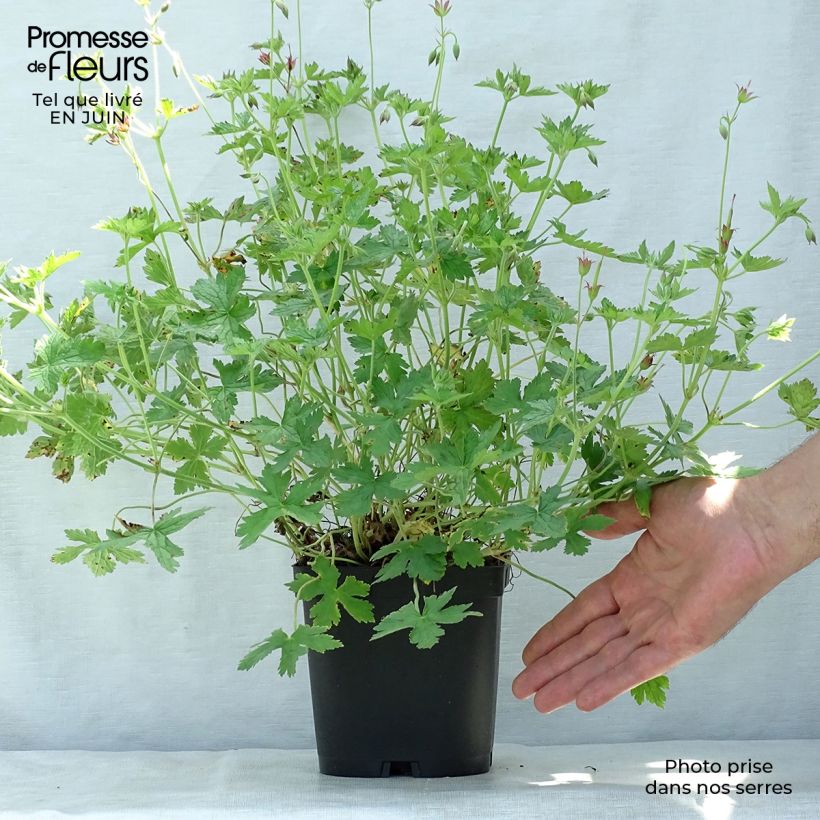 Amostra de Geranium endressii Vaso de 2 L/3 L tal como entregue no verão