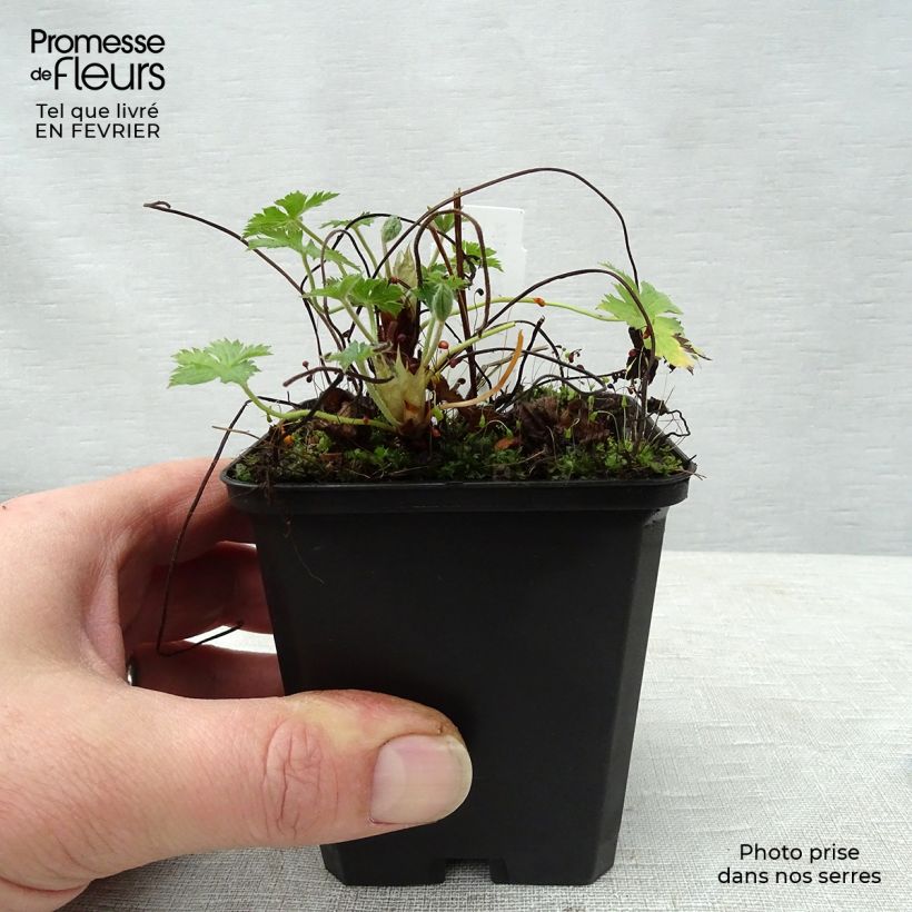 Amostra de Gerânio Wargrave Pink Vaso de 8/9 cm tal como entregue no inverno