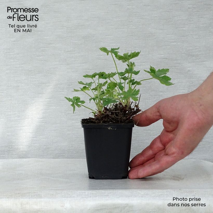 Amostra de Gerânio Wargrave Pink Vaso de 8/9 cm tal como entregue na primavera