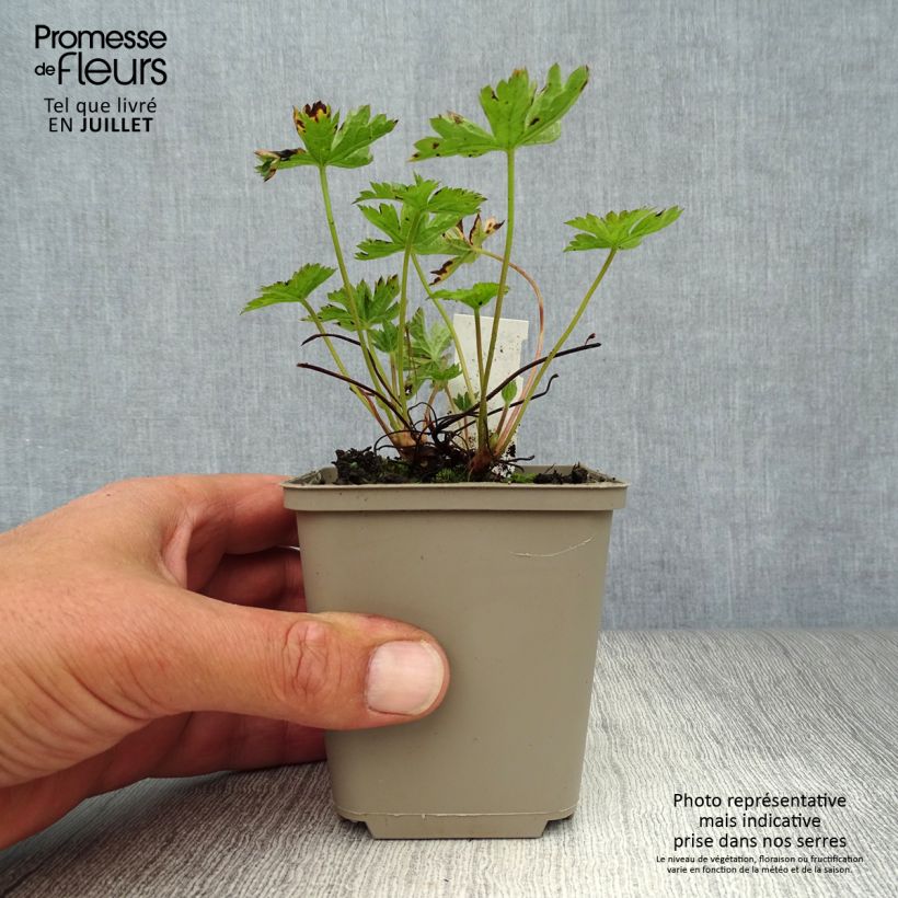 Amostra de Gerânio Wargrave Pink Vaso de 8/9 cm tal como entregue no verão
