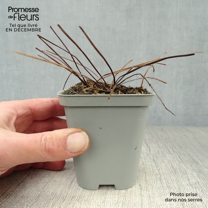 Amostra de Géranium vivace himalayense Vaso de 8/9 cm tal como entregue no inverno