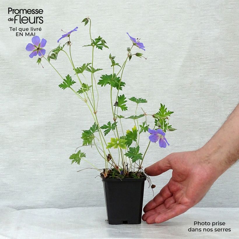 Amostra de Geranium himalayense Vaso de 8/9 cm tal como entregue na primavera