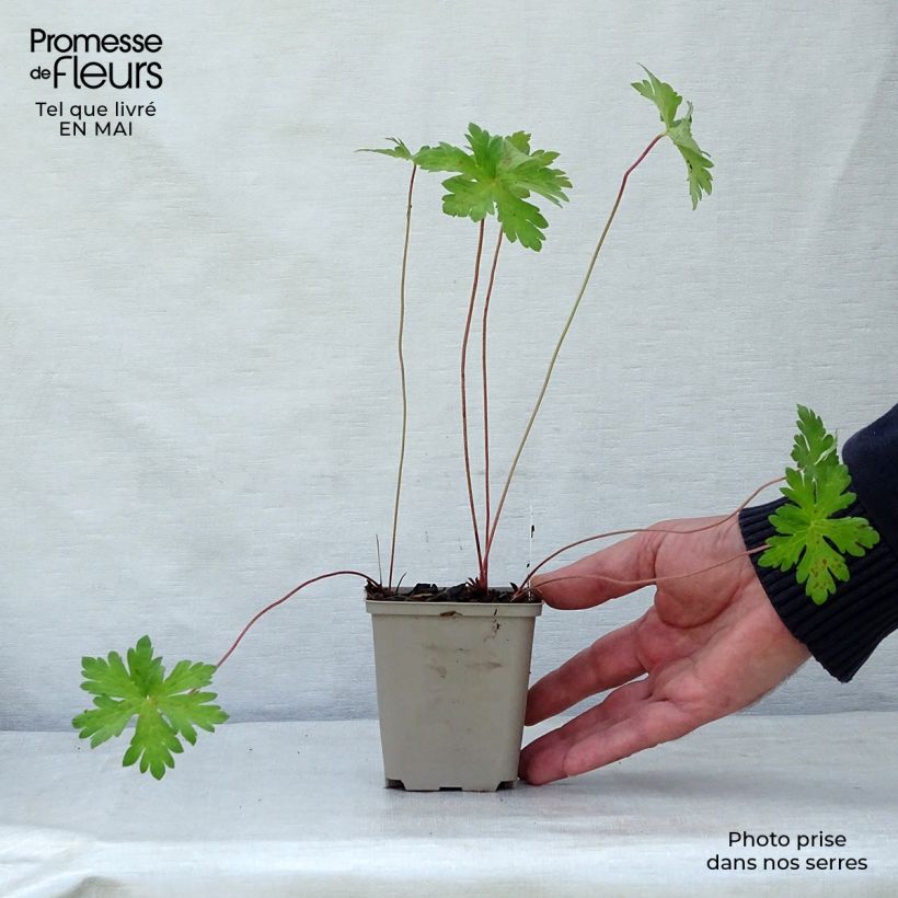 Amostra de Geranium himalayense Derrick Cook Vaso de 8/9 cm tal como entregue na primavera