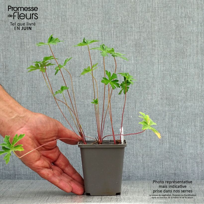 Amostra de Geranium himalayense Derrick Cook Vaso de 8/9 cm tal como entregue no verão