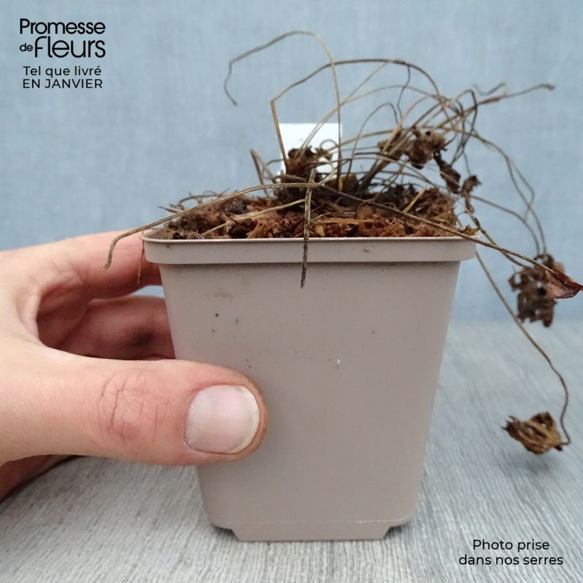 Amostra de Geranium himalayense Derrick Cook Vaso de 8/9 cm tal como entregue no inverno