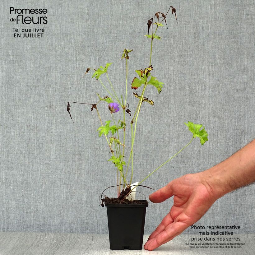 Amostra de Geranium himalayense Vaso de 8/9 cm tal como entregue no verão
