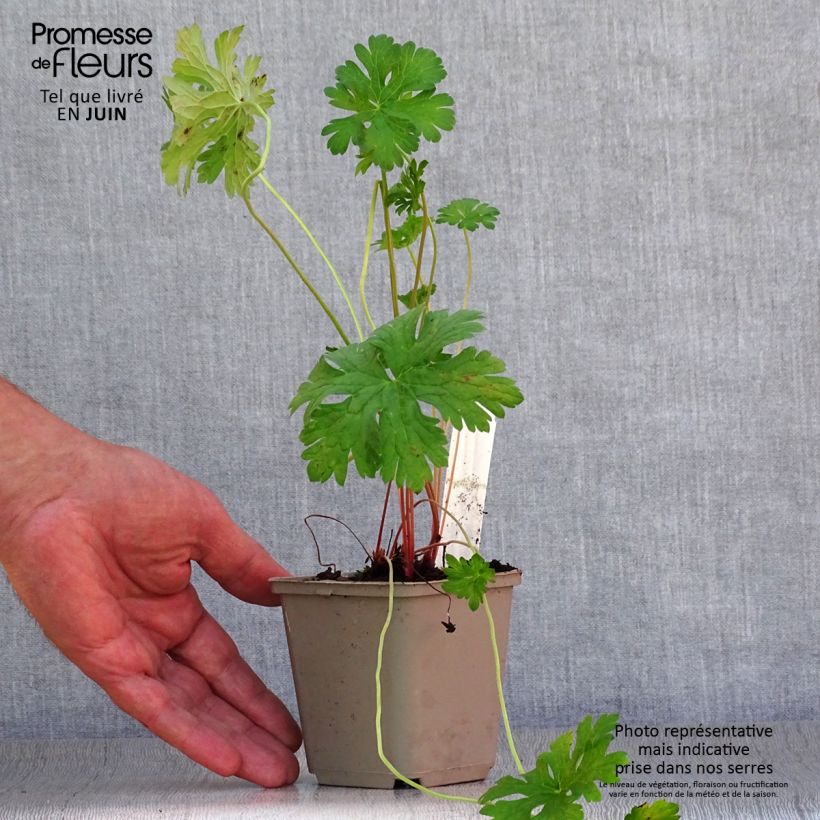 Amostra de Geranium himalayense Gravetye Vaso de 8/9 cm tal como entregue no verão