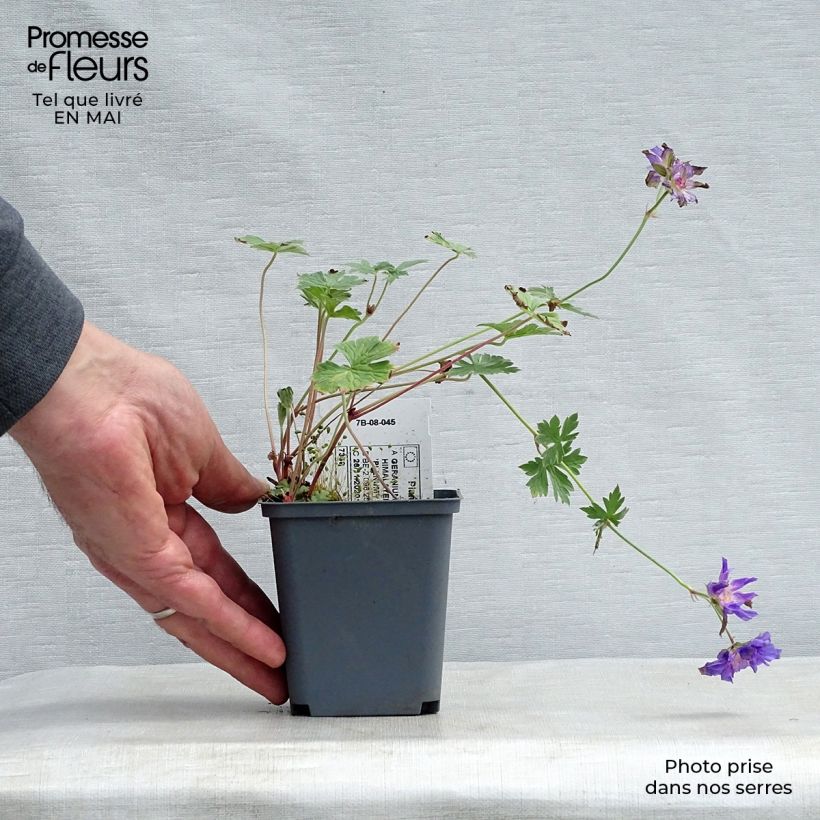 Amostra de Geranium himalayense Plenum Vaso de 8/9 cm tal como entregue na primavera
