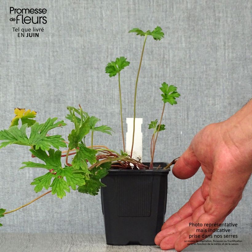 Amostra de Geranium himalayense Plenum Vaso de 8/9 cm tal como entregue no verão