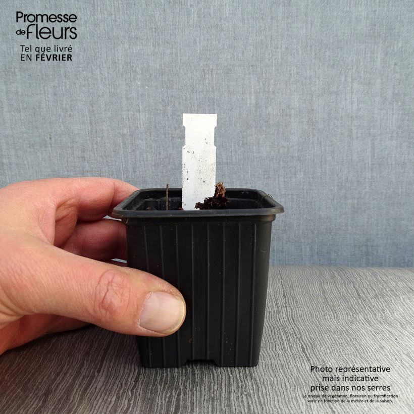 Amostra de Géranium vivace himalayense Plenum (Birch Double) Vaso de 8/9 cm tal como entregue no inverno