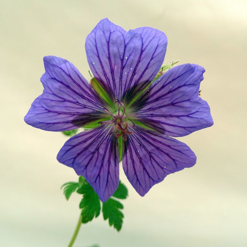 Geranium ibericum (Floração)