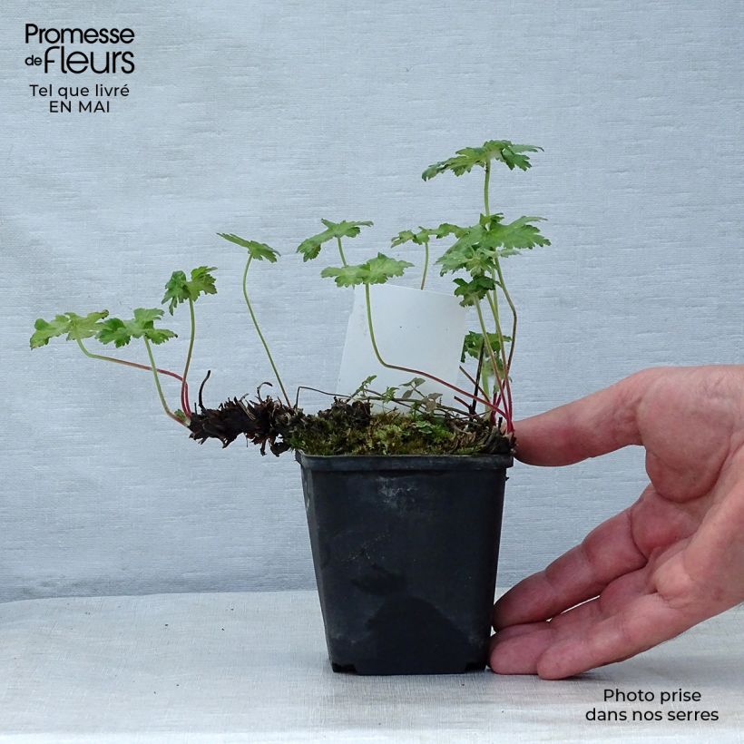 Amostra de Geranium ibericum Vaso de 8/9 cm tal como entregue na primavera
