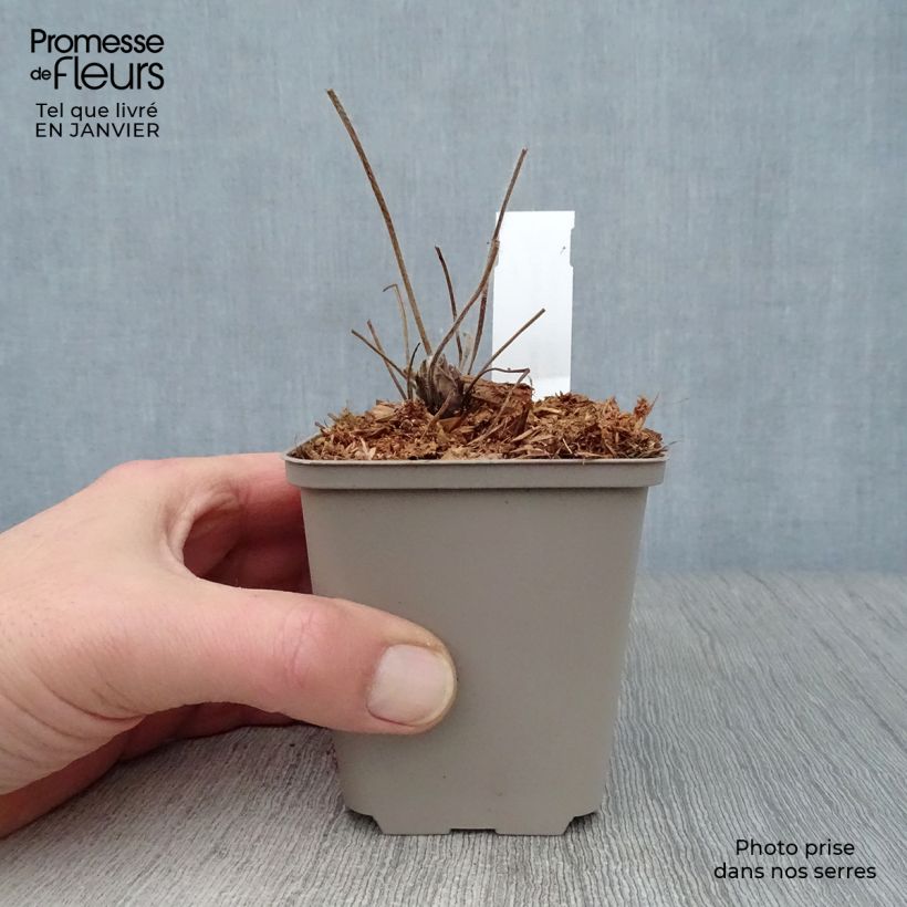 Amostra de Géranium vivace ibericum Vaso de 8/9 cm tal como entregue no inverno