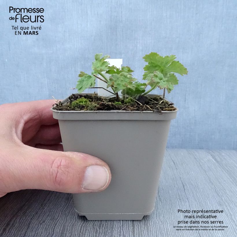 Amostra de Gerânio Vital Vaso de 8/9 cm tal como entregue na primavera