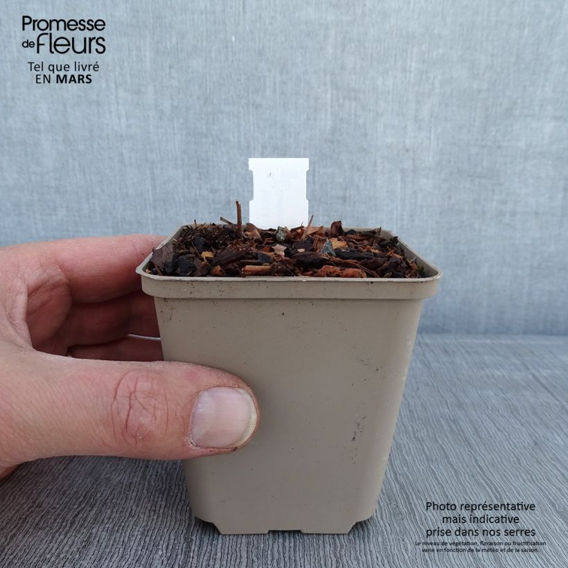 Amostra de Géranium vivace ibericum Vital -  Geranium vivace d'Ibérie Godet de 8/9 cm tal como entregue no inverno