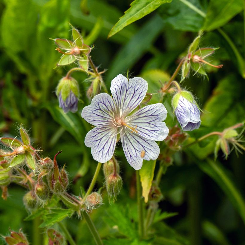Gerânio White Zigana - Geranium ibericum subsp. Jubatum (Floração)