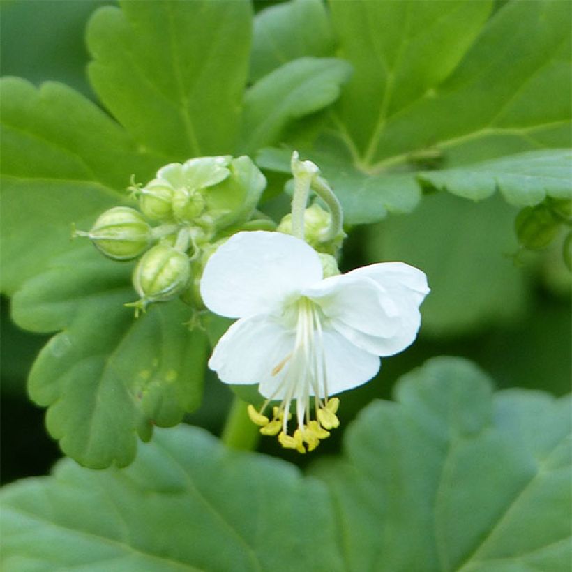Gerânio White Ness - Geranium macrorrhizum (Folhagem)