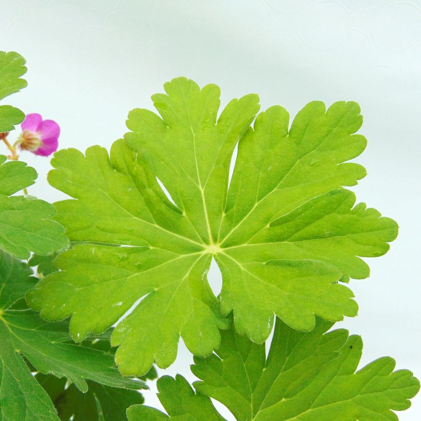 Geranium macrorrhizum (Folhagem)