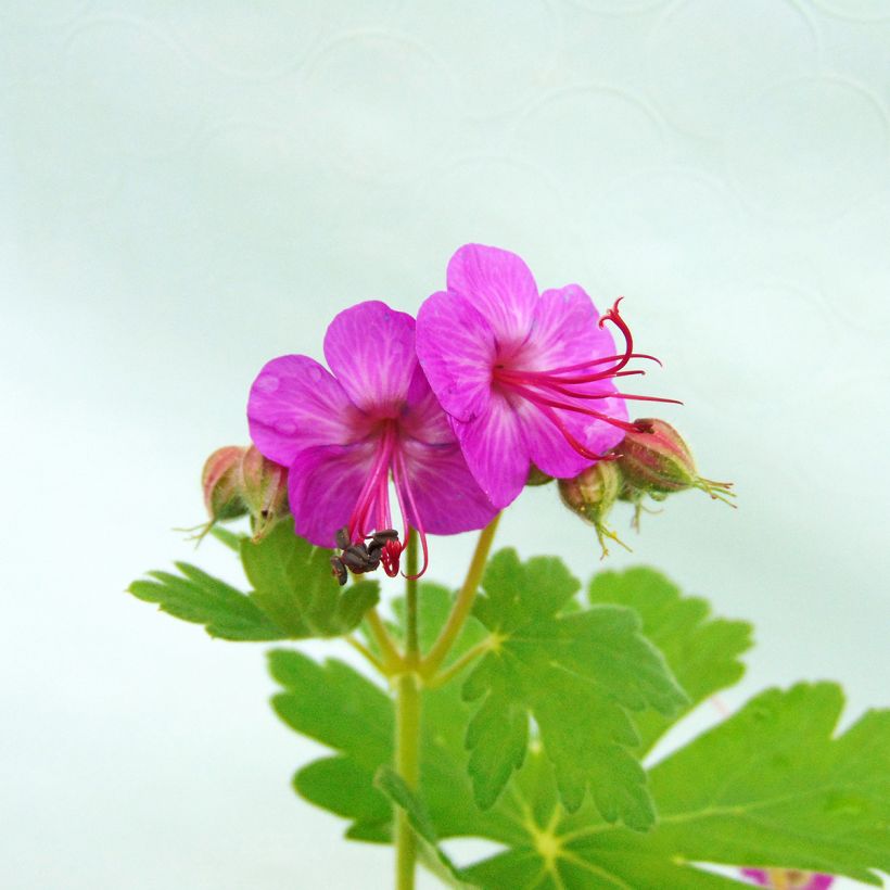 Geranium macrorrhizum (Floração)