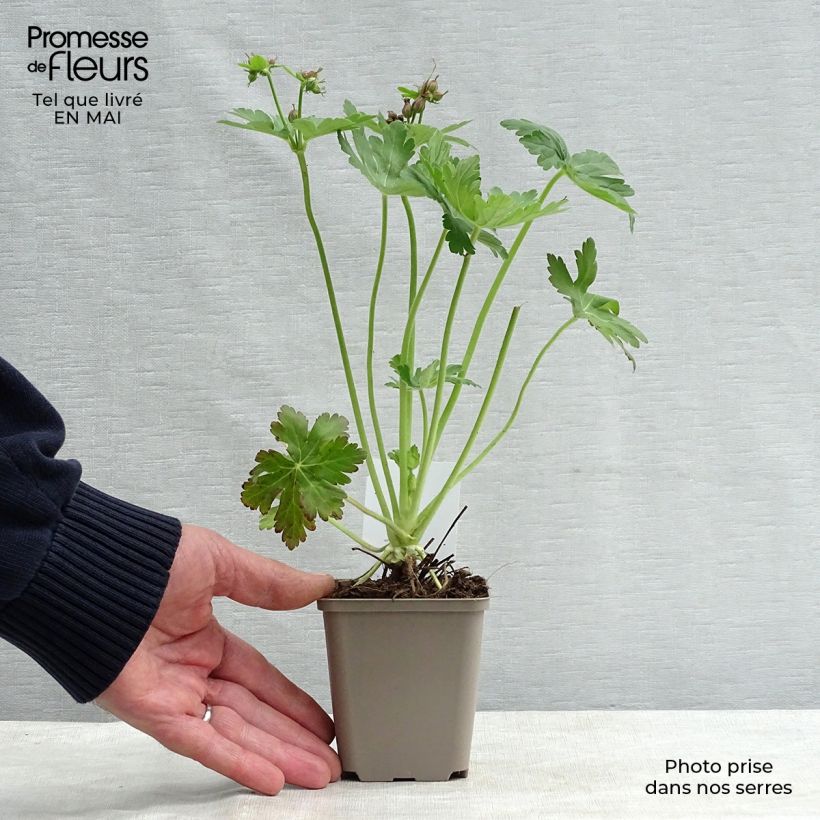Amostra de Geranium macrorrhizum Vaso de 8/9 cm tal como entregue na primavera