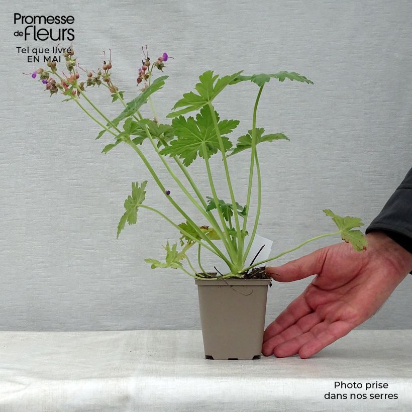 Amostra de Gerânio Bevan s Variety - Geranium macrorrhizum Vaso de 8/9 cm tal como entregue na primavera