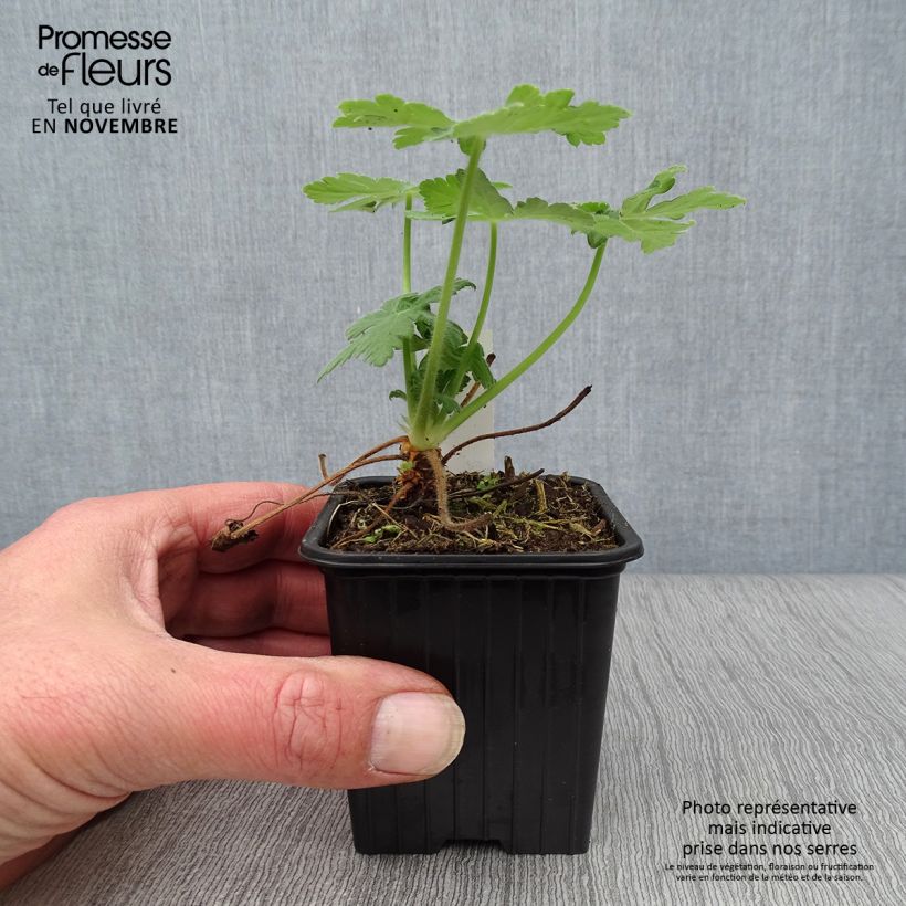 Amostra de Gerânio Bevan s Variety - Geranium macrorrhizum Vaso de 8/9 cm tal como entregue no outono