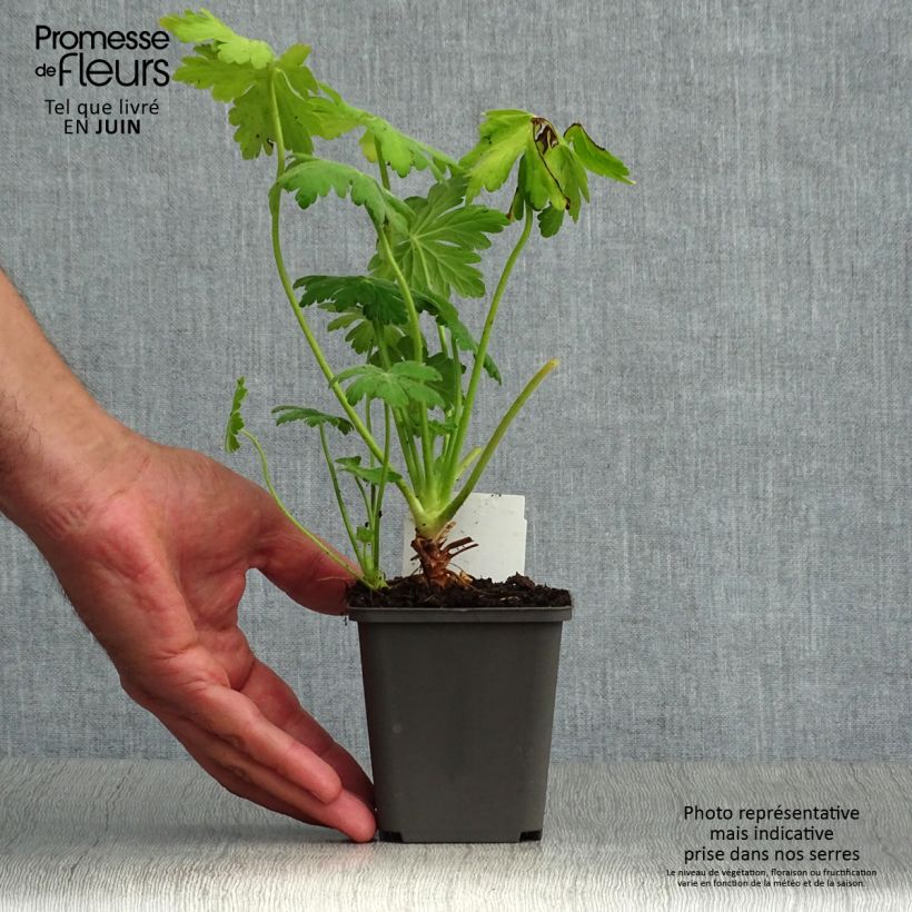 Amostra de Gerânio Bevan s Variety - Geranium macrorrhizum Vaso de 8/9 cm tal como entregue no verão