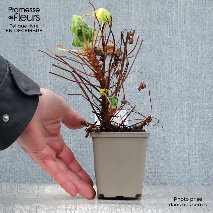 Amostra de Gerânio Bevan s Variety - Geranium macrorrhizum Vaso de 8/9 cm tal como entregue no inverno