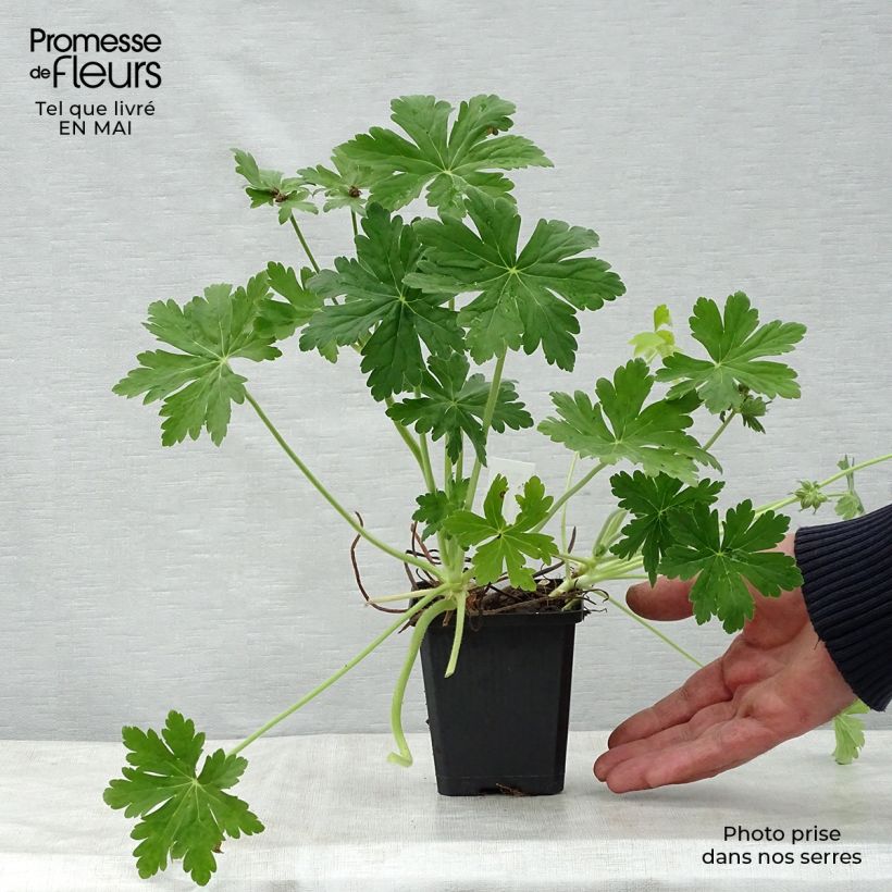Amostra de Gerânio Czakor - Geranium macrorrhizum Vaso de 8/9 cm tal como entregue na primavera