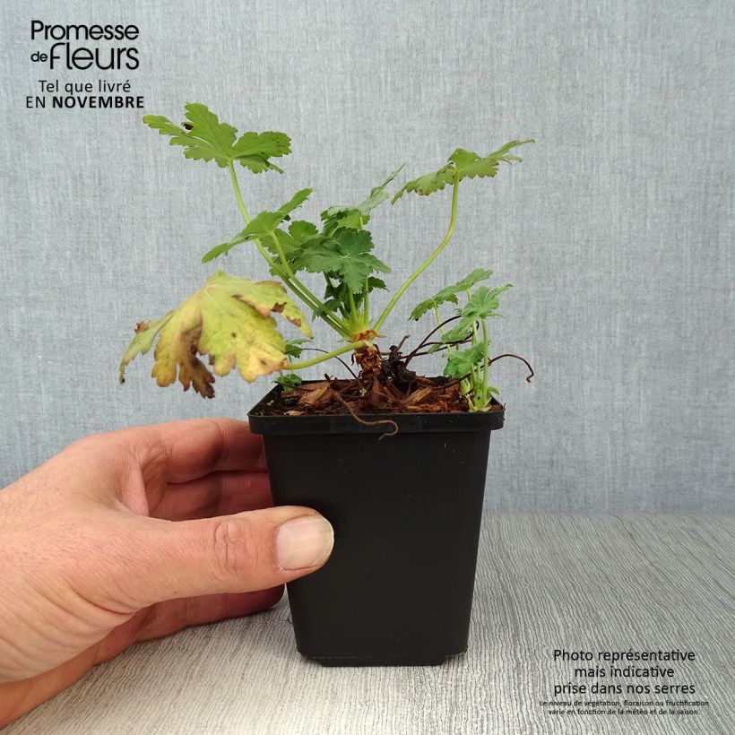 Amostra de Gerânio Czakor - Geranium macrorrhizum Vaso de 8/9 cm tal como entregue no outono