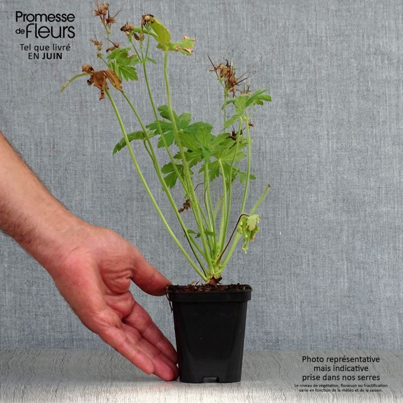 Amostra de Gerânio Czakor - Geranium macrorrhizum Vaso de 8/9 cm tal como entregue no verão