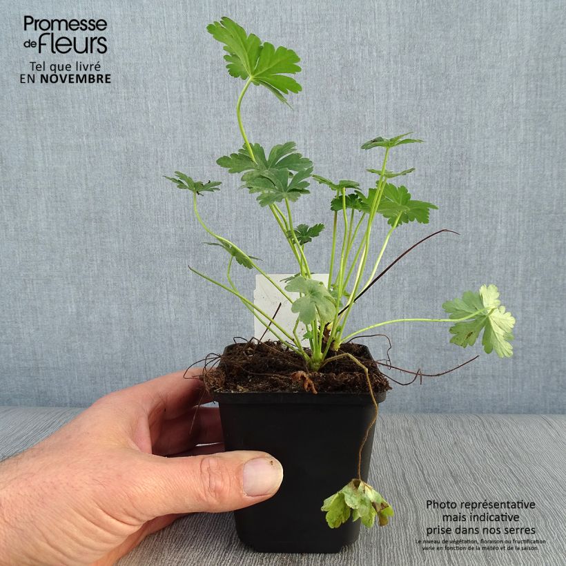 Amostra de Geranium macrorrhizum Vaso de 8/9 cm tal como entregue no outono