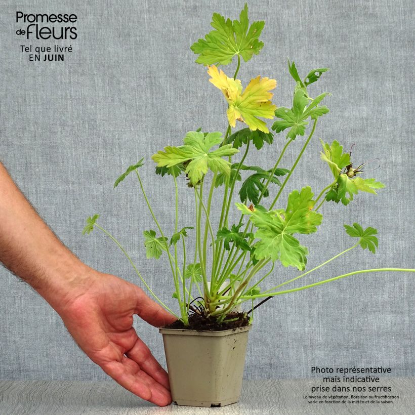 Amostra de Geranium macrorrhizum Vaso de 8/9 cm tal como entregue no verão