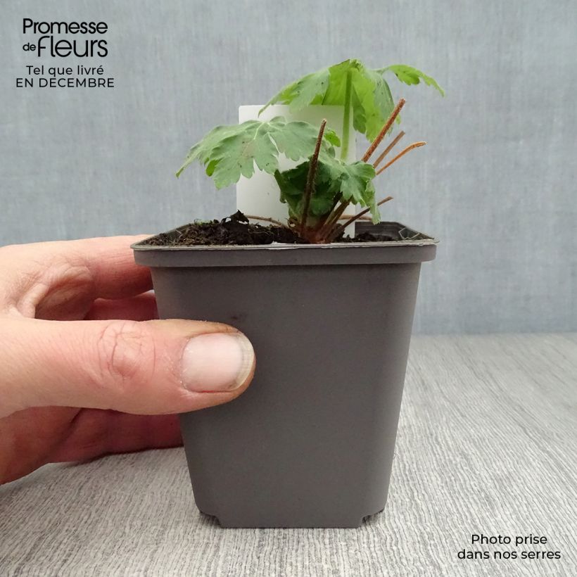Amostra de Géranium vivace macrorrhizum Vaso de 8/9 cm tal como entregue no inverno