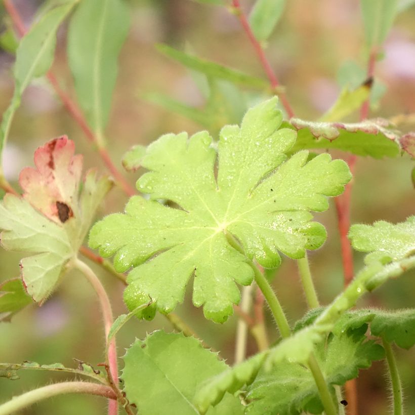 Gerânio Ingwersen's Variety - Geranium macrorrhizum (Folhagem)
