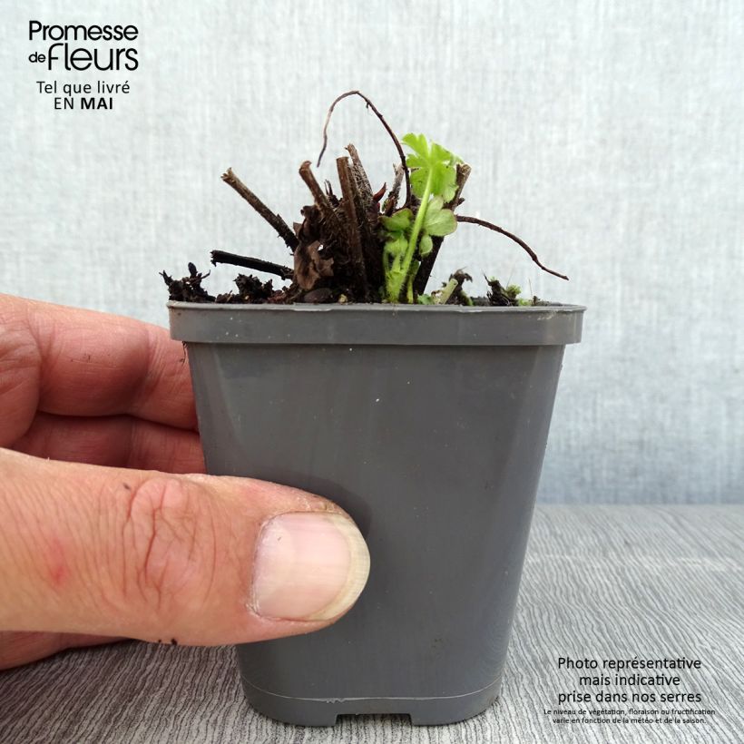 Amostra de Gerânio Ingwersen's Variety - Geranium macrorrhizum Vaso de 8/9 cm tal como entregue na primavera