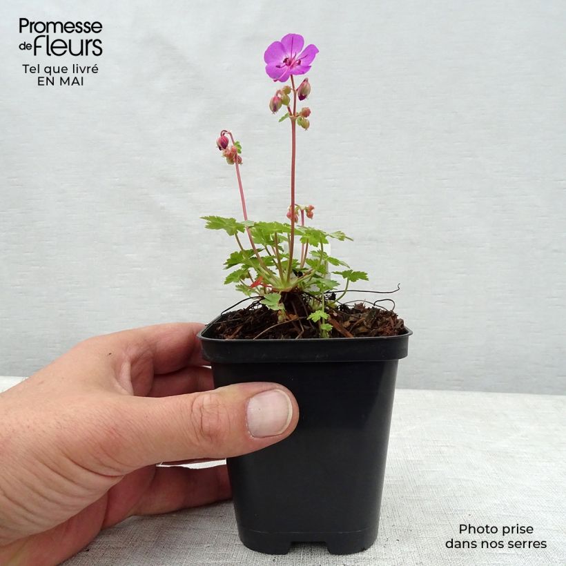Amostra de Gerânio Olympos - Geranium macrorrhizum Vaso de 8/9 cm tal como entregue na primavera