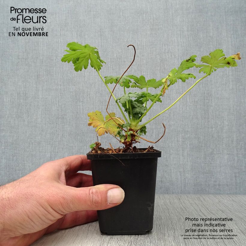 Amostra de Gerânio Olympos - Geranium macrorrhizum Vaso de 8/9 cm tal como entregue no outono