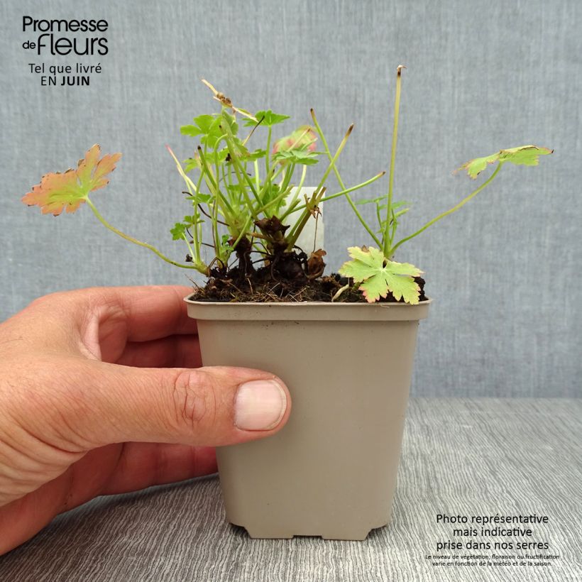 Amostra de Gerânio Olympos - Geranium macrorrhizum Vaso de 8/9 cm tal como entregue no verão