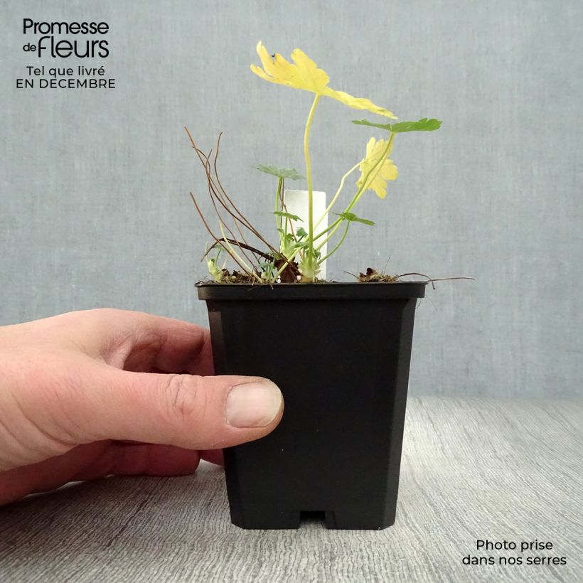 Amostra de Géranium vivace macrorrhizum Olympos Vaso de 8/9 cm tal como entregue no inverno