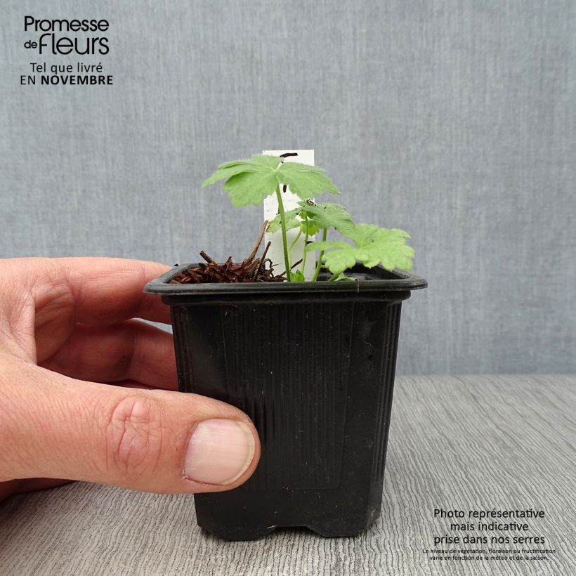 Amostra de Gerânio Spessart Vaso de 8/9 cm tal como entregue no outono