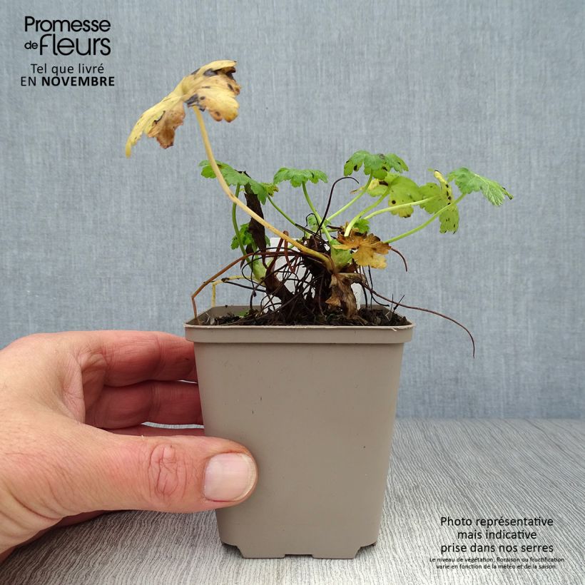 Amostra de Gerânio White Ness - Geranium macrorrhizum Vaso de 8/9 cm tal como entregue no outono