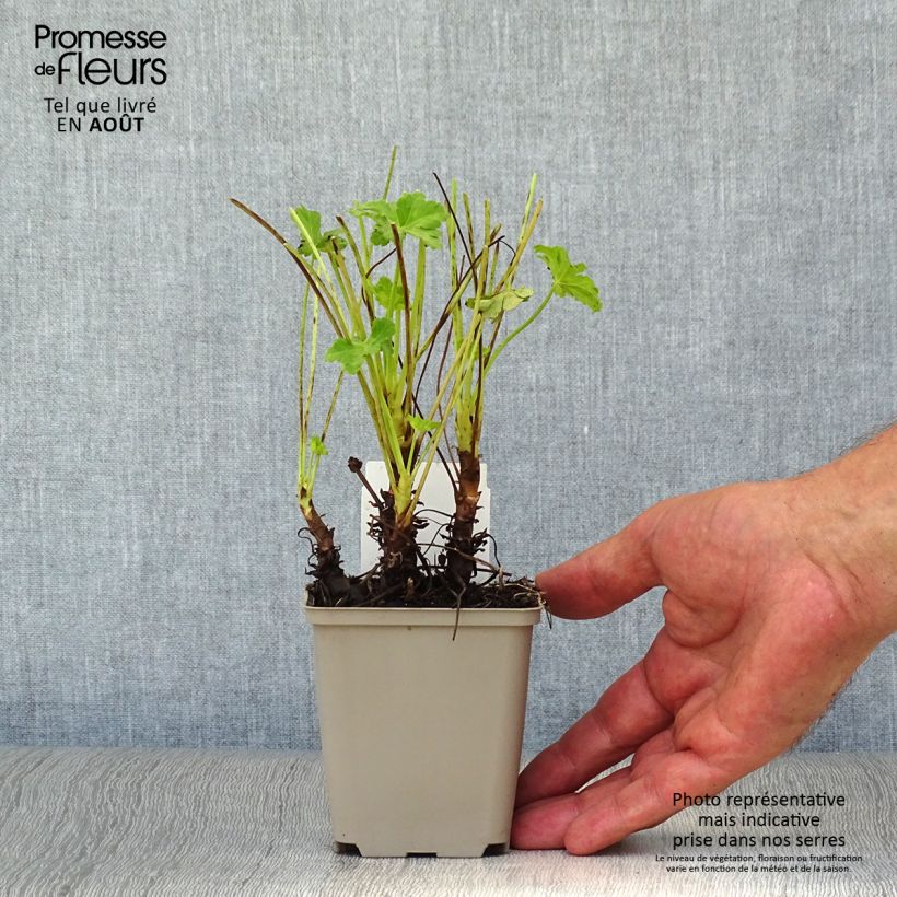 Amostra de Gerânio White Ness - Geranium macrorrhizum Vaso de 8/9 cm tal como entregue no verão